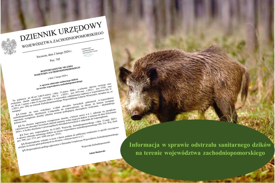 Rozporządzenie Nr 4/2024 Wojewody Zachodniopomorskiego z dnia 1 lutego 2024 r. w sprawie odstrzału sanitarnego dzików na terenie województwa zachodniopomorskiego -