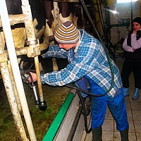 Zajęcia wśród krów