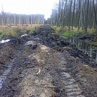 Droga w lesie. Nadleśnictwo Rokita