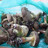 Grzybobranie w ZSS w Goleniowie