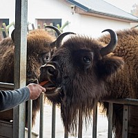 „Dzika Zagroda” - wizyta mieszkańców Domu Pomocy Społecznej