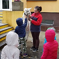 Alpaka w przedszkolu